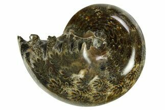 Polished Ammonite (Phylloceras) Fossil - Madagascar #288063