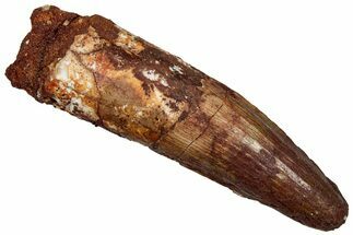 Fossil Spinosaurus Tooth - Real Dinosaur Tooth #289852