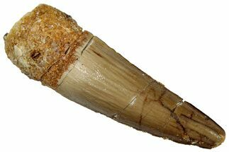 Juvenile Fossil Spinosaurus Tooth - Real Dinosaur Tooth #289804