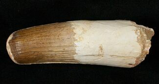 Thick Spinosaurus Tooth - Partial Root #16223