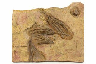 Ordovician Fossil Crinoid Plate - Marzane, Morocco #290446