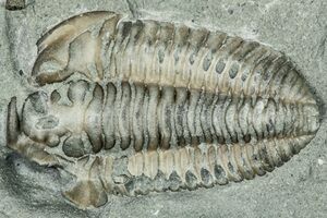 Classic Flexicalymene retrorsa Trilobite (#227) For Sale