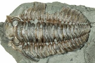 Bargain, Prone Flexicalymene Trilobite Fossil - Indiana #289957