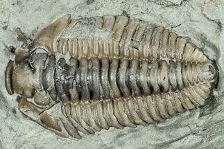 Bargain, Prone Flexicalymene Trilobite Fossil - Indiana #289958