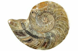 Cut & Polished Jurassic Nautilus Fossil (Half) - Madagascar #289964