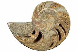 Cut & Polished Jurassic Nautilus Fossil (Half) - Madagascar #289967