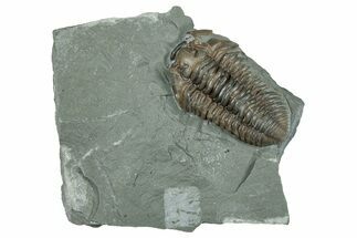 Bargain, Prone Flexicalymene Trilobite Fossil - Indiana #289975