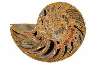 Cut & Polished Jurassic Nautilus Fossil (Half) - Madagascar #289977