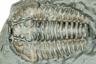 Bargain, Flexicalymene Trilobite Fossil - Indiana #289982