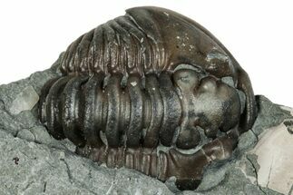 Bargain, Flexicalymene Trilobite Fossil - Indiana #289991