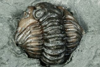 Wide Enrolled Flexicalymene Trilobite - Indiana #289996