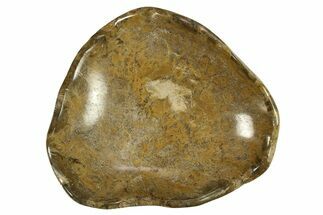 Polished Fossil Coral (Actinocyathus) Dish - Morocco #289012