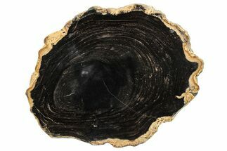 Polished Petrified Wood Round - Sweet Home, Oregon #290568