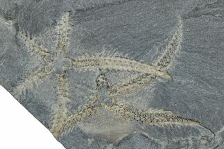 Two Ordovician Brittle Stars (Ophiura) - Morocco #290622