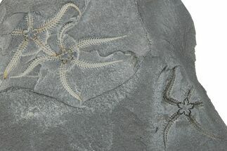 Three Ordovician Brittle Stars (Ophiura) - Morocco #290631