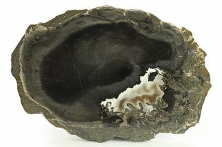 Polished Petrified Wood Round - Sweet Home, Oregon #290583