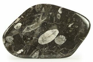 Polished Devonian Fossil Coral and Bryozoan Plate - Morocco #290349