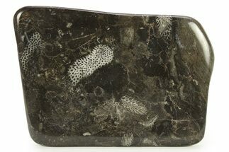 Polished Devonian Fossil Coral and Bryozoan Plate - Morocco #290354