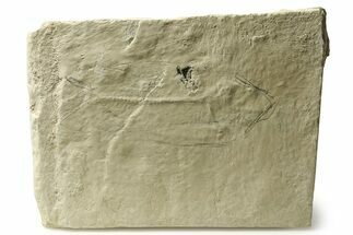 Long, Unprepared Fossil Fish - Wyoming #290668