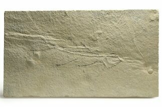 Long, Unprepared Fossil Fish (Mioplosus) - Wyoming #290670