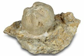 Fossil Echinoid (Hemiaster?) - Taouz, Morocco #290684