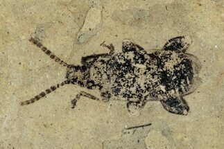 Fossil Beetle (Carabidae) - Bois d’Asson, France #290726