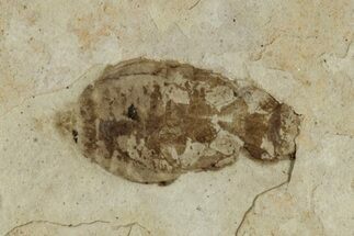 Fossil Beetle (Carabidae) - Bois d’Asson, France #290735