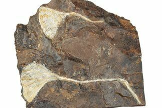 Two Paleocene Fossil Ginkgo Leaves - North Dakota #290841