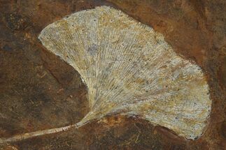 Paleocene Fossil Ginkgo Leaf - North Dakota #290787