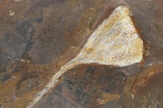 Paleocene Fossil Ginkgo Leaf - North Dakota #290793