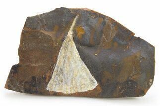 Paleocene Fossil Ginkgo Leaf - North Dakota #290794
