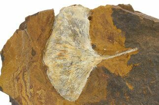 Paleocene Fossil Ginkgo Leaf - North Dakota #290796