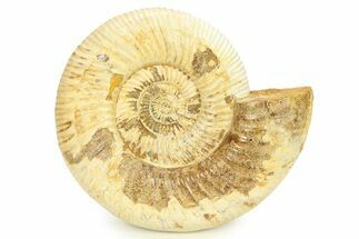 Polished Jurassic Ammonite (Perisphinctes) - Madagascar #290778