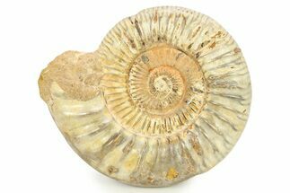 Polished Jurassic Ammonite (Perisphinctes) - Madagascar #290781