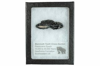 Mammoth Molar Slice With Case - South Carolina #291062