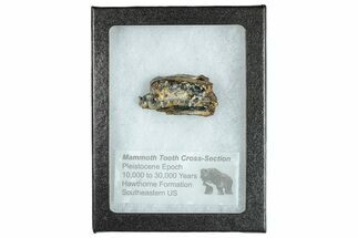 Mammoth Molar Slice With Case - South Carolina #291072