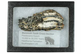 Mammoth Molar Slice With Case - South Carolina #291113