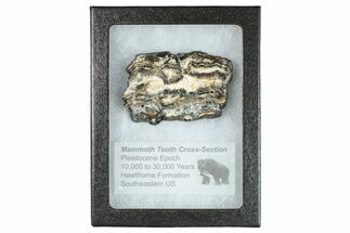 Mammoth Molar Slice With Case - South Carolina #291118