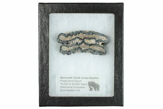 Mammoth Molar Slice With Case - South Carolina #291130