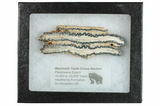Mammoth Molar Slice With Case - South Carolina #291137