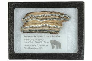 Mammoth Molar Slice With Case - South Carolina #291168
