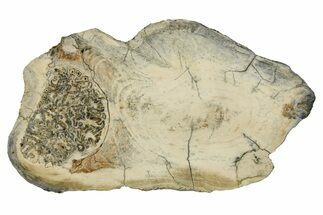 Mammoth Molar Slice With Case - South Carolina #291089