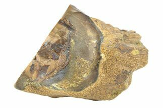 Fossil Dinosaur (Triceratops) Shed Tooth - Wyoming #289188