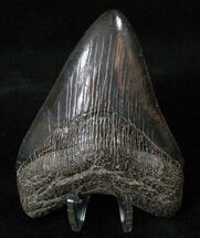 Nice Megalodon Tooth - Glossy Enamel #16234
