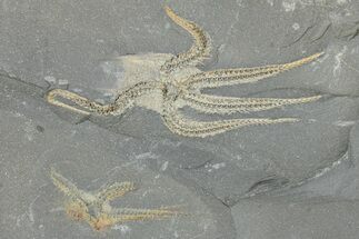 Two Ordovician Brittle Stars (Ophiura) - Morocco #290617