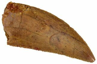 Serrated, Raptor Tooth - Real Dinosaur Tooth #291513