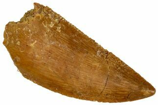 Serrated, Raptor Tooth - Real Dinosaur Tooth #291542