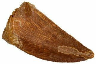 Serrated, Raptor Tooth - Real Dinosaur Tooth #291555