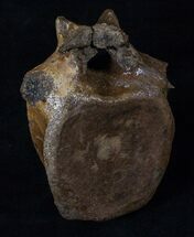 Edmontosaurus (Hadrosaur) Vertebrae #16244