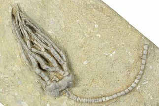 Fossil Crinoid (Decadocrinus) - Crawfordsville, Indiana #291758